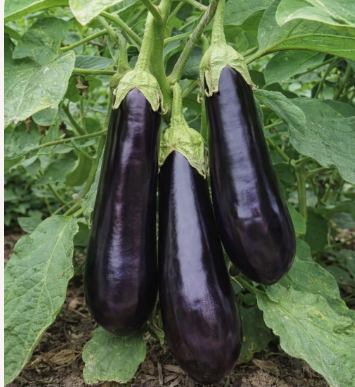Eggplant Larga Negra Seeds - Image 2