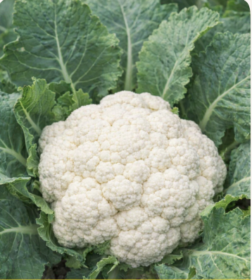 Cauliflower Alba Seeds - Image 2