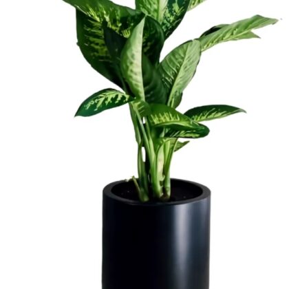 Dieffenbachia