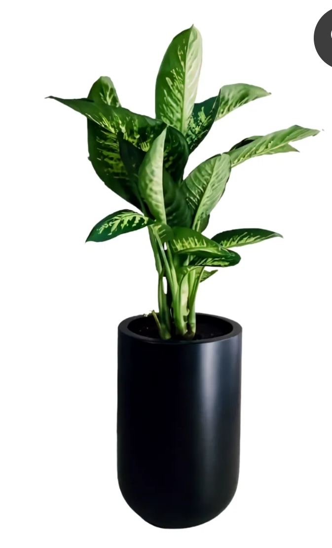 Dieffenbachia