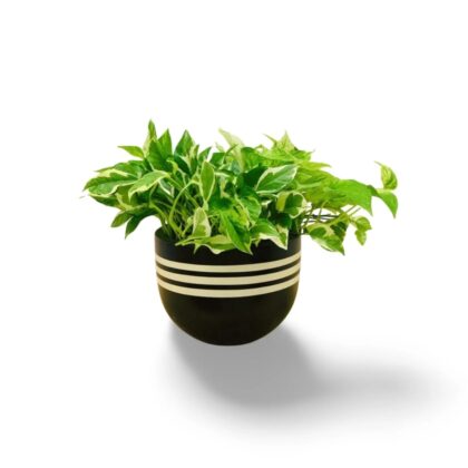 money plants