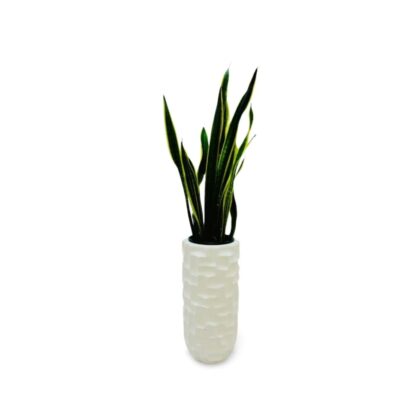 Snake Plant