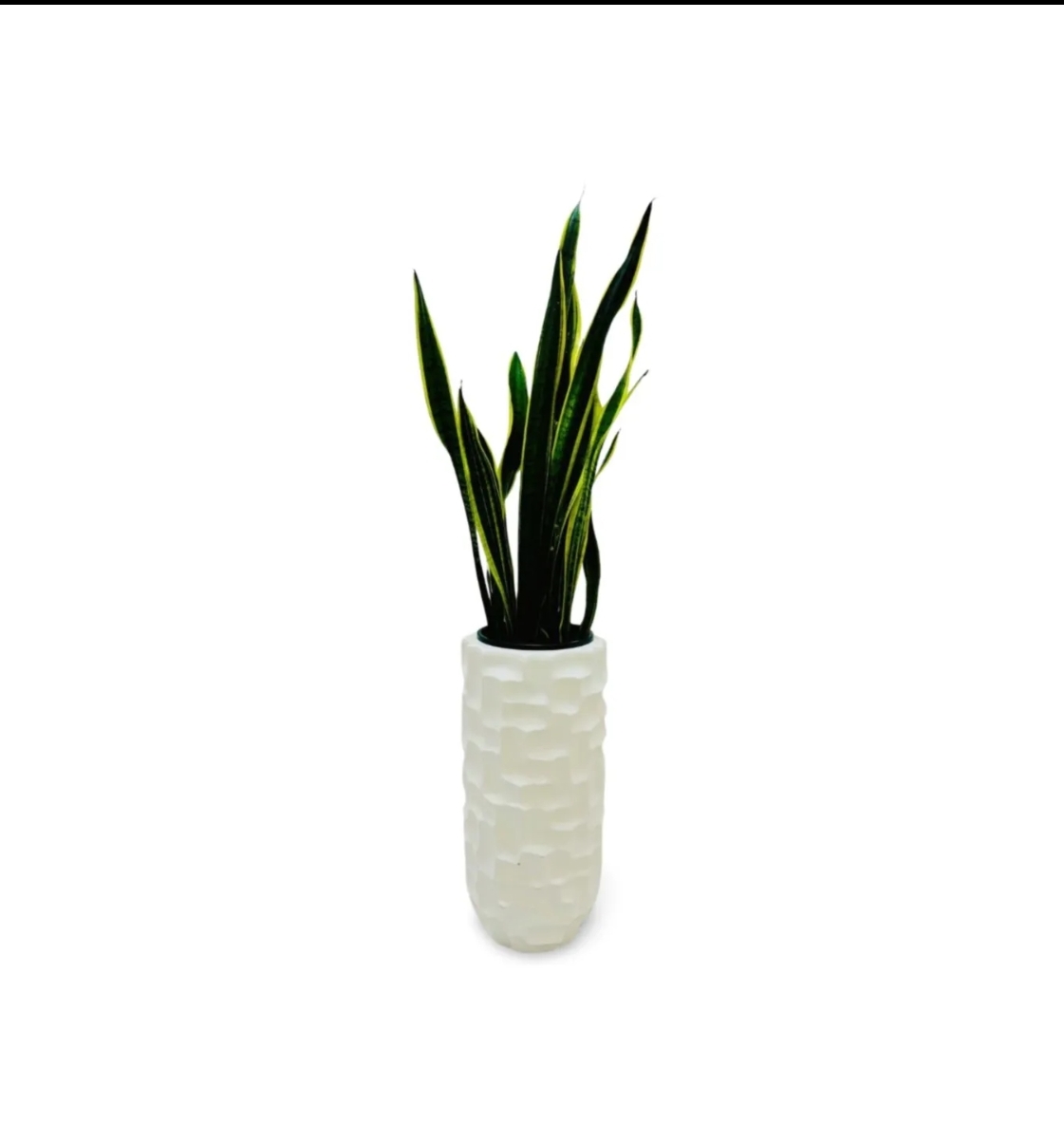 Snake Plant