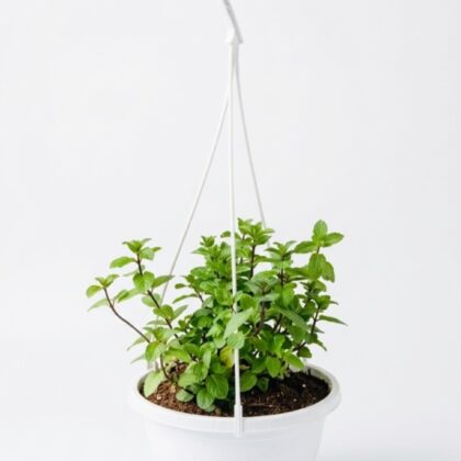 Mint hanging
