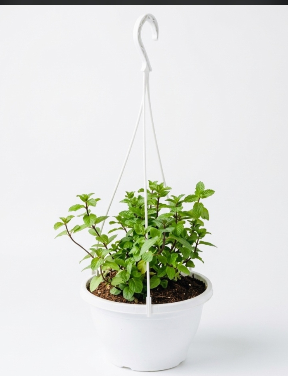 Mint hanging