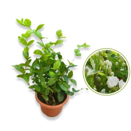 Arabian Jasmine