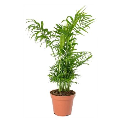 Chamaedorea Elegans (S)