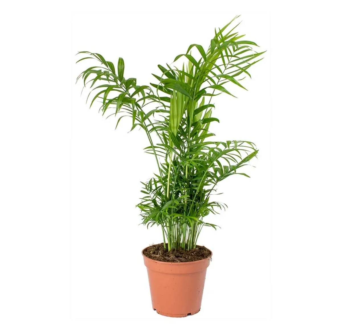 Chamaedorea Elegans (S)