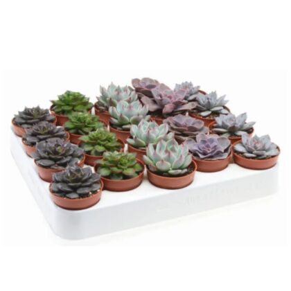 Echeveria Mix 1 piece