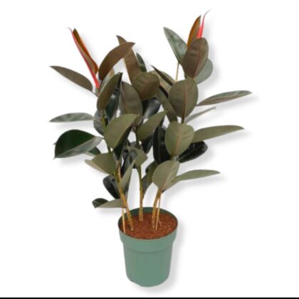 Ficus Elastica 'Abidjan' 3Pp
