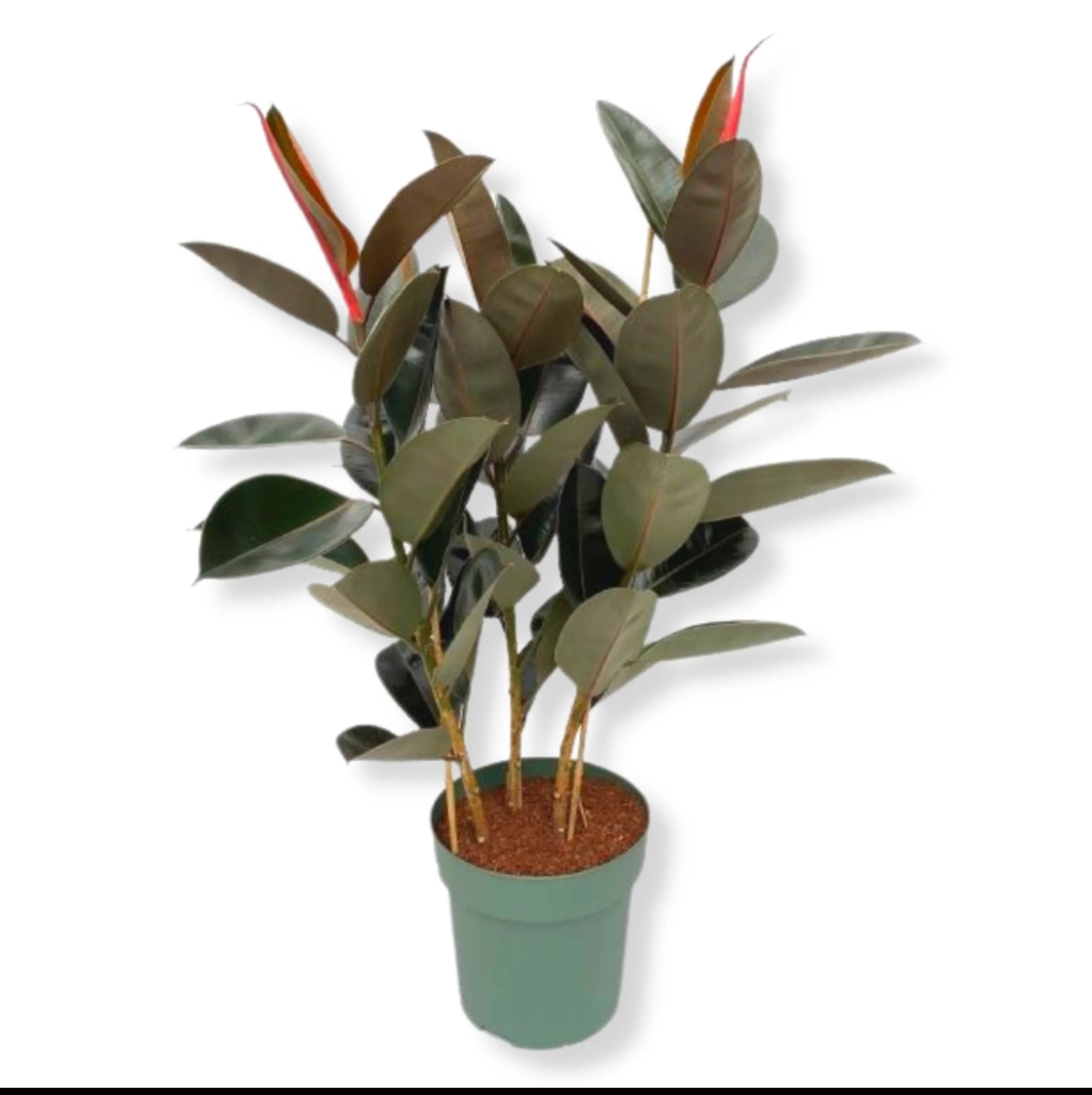 Ficus Elastica 'Abidjan' 3Pp