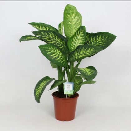 Dieffenbachia