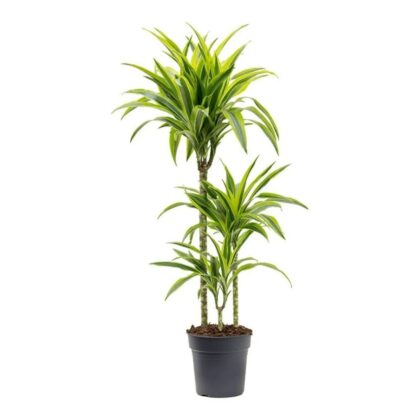 Dracaena Fragrans 'Lemon Lime'
