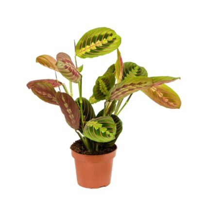 Maranta Fascinator