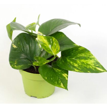 Money Plant 'Aureum'