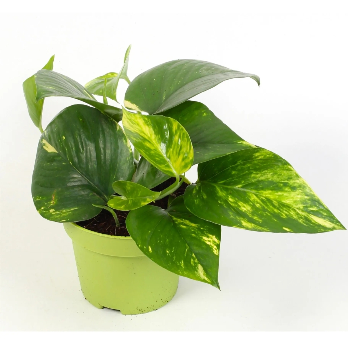 Money Plant 'Aureum'