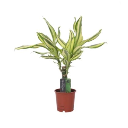 Dracaena fragrans Lemon Lime small
