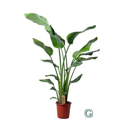 Strelitzia nicolai 3pp