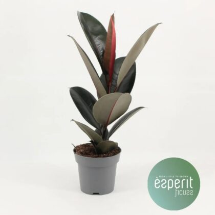 Ficus Abidjan