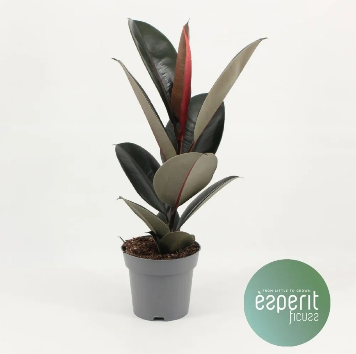 Ficus Abidjan