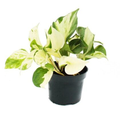 Money Plant 'Happy Leaf'