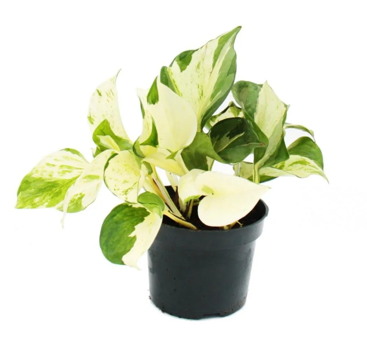 Money Plant 'Happy Leaf'