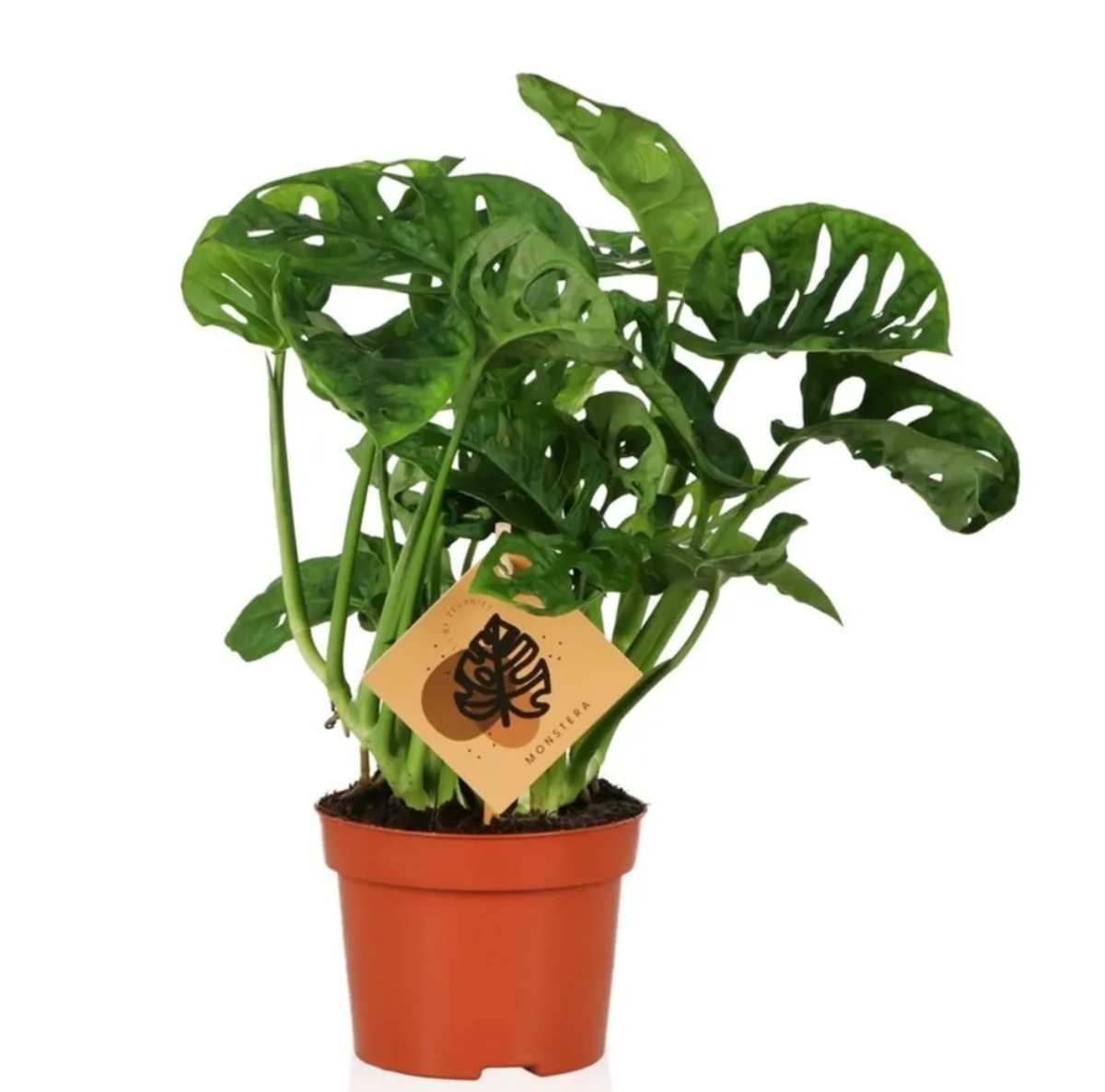 Monstera Monkey Mask