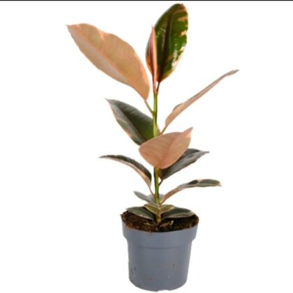 Rubber Plant/ficus Elastica 'belize'