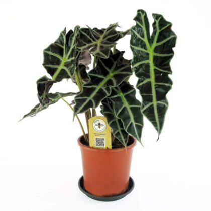 Alocasia Amazonica 'Polly'