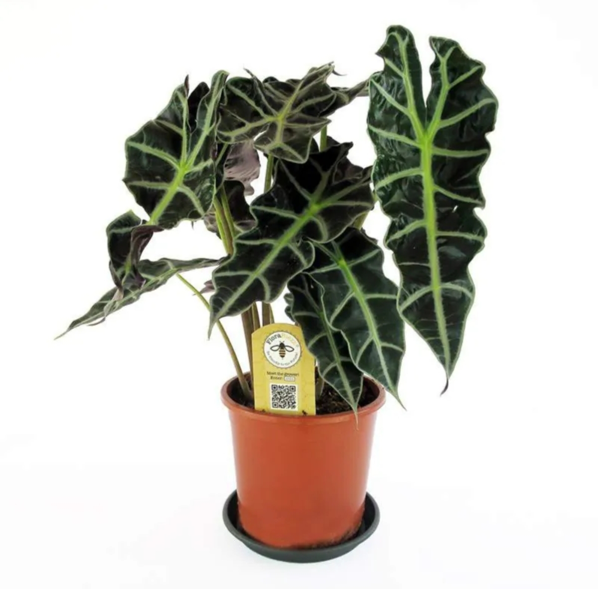 Alocasia Amazonica 'Polly'