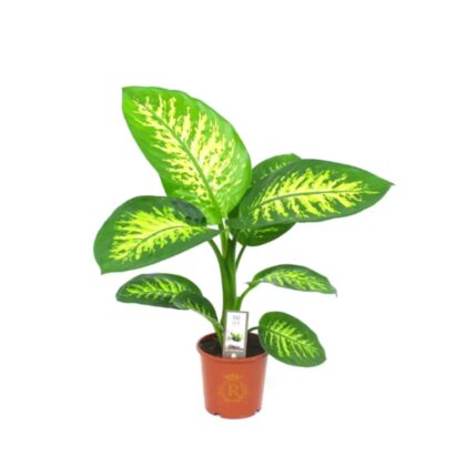 Dieffenbachia Seg. 'Tropic Snow'