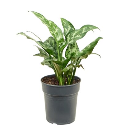 Aglaonema Maria