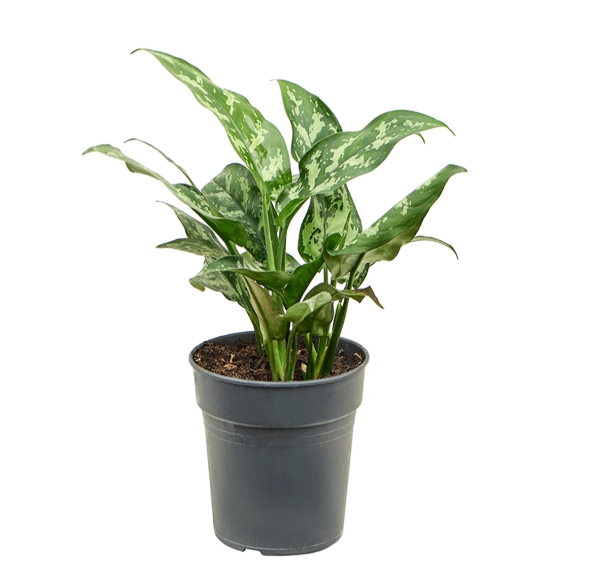 Aglaonema Maria