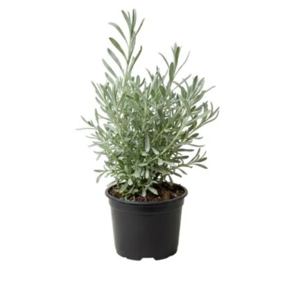 Lavender Bushy