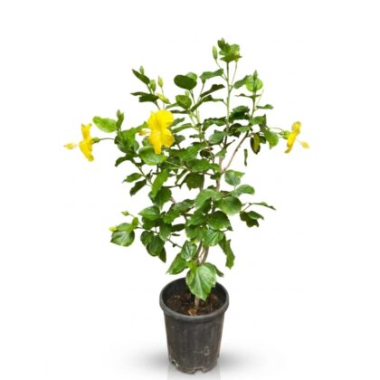 Hibiscus Yellow Big