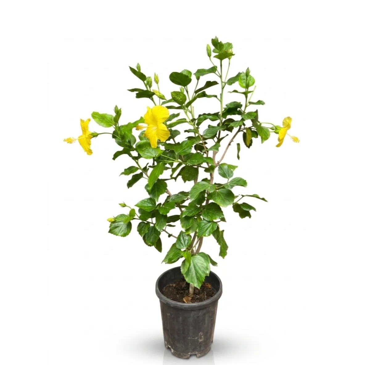 Hibiscus Yellow Big