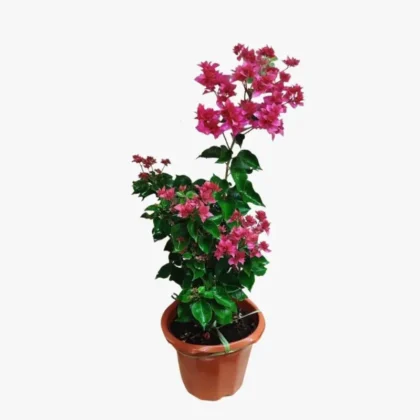 Bougainvillea pink
