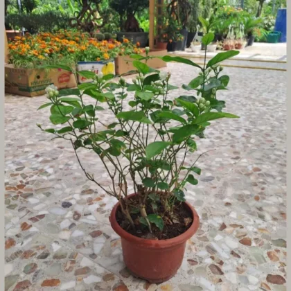 Jasminum sambac-Mogra-Arabian Jasmine