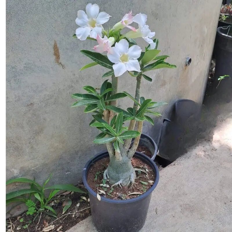 Adenium Plant-Desert Rose (White) - Image 3