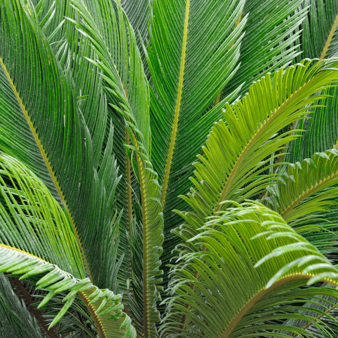 Cycas Palm (Big Size) 155cm - Image 4