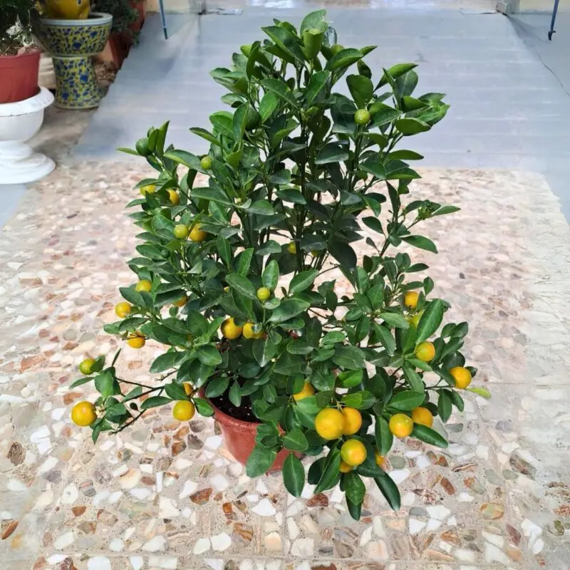 Calamansi Citrus Plant - Image 2
