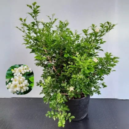 Murraya Paniculata – Orange Jessamine (Mature Bushy )