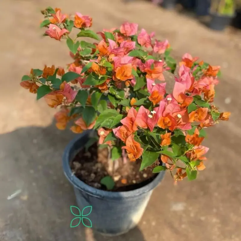 Bougainvillea Orange King big size