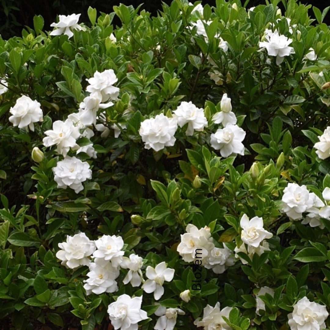 Gardenia Jasminoides (Big size) - Image 4
