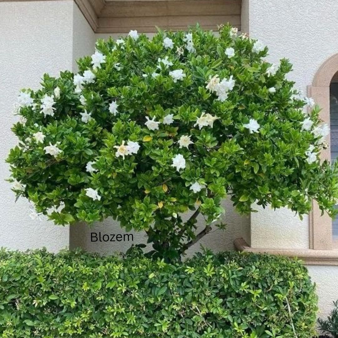 Gardenia Jasminoides (Big size) - Image 3