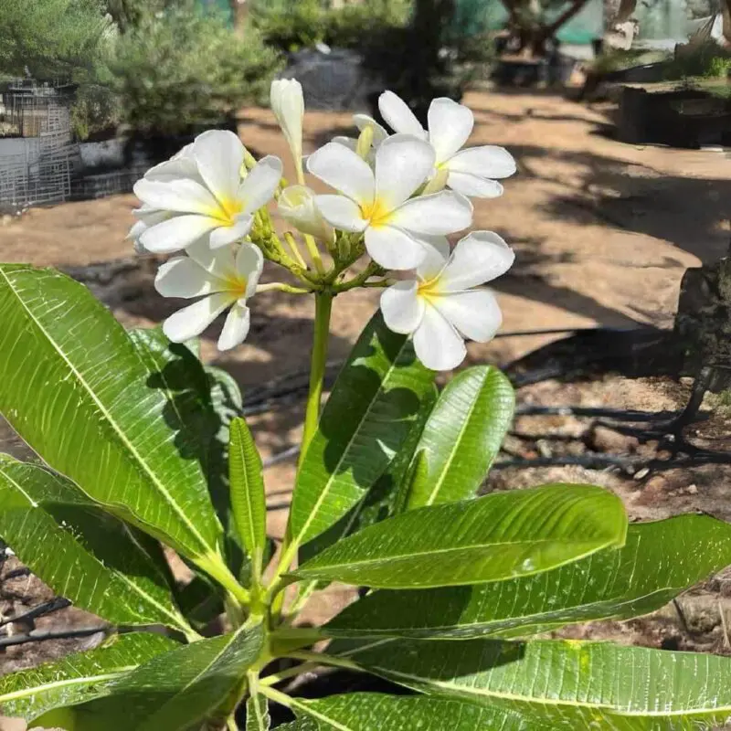 White Frangipani (Plumeria alba) small