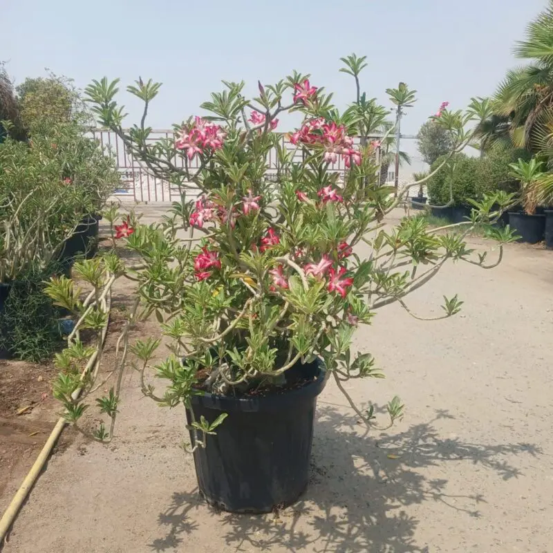 Desert Rose – Adenium obesum(Big size) - Image 2