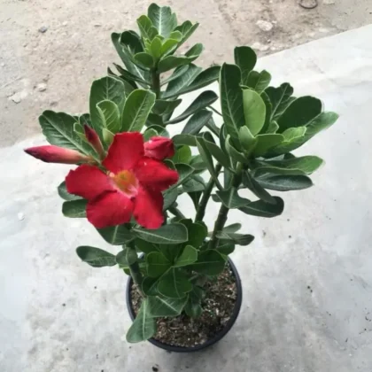 Red Adenium – (Desert Rose Plant-Big Bushy)