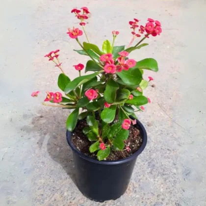 Euphorbia Milii – Crown of Thorns (Premium Pink)