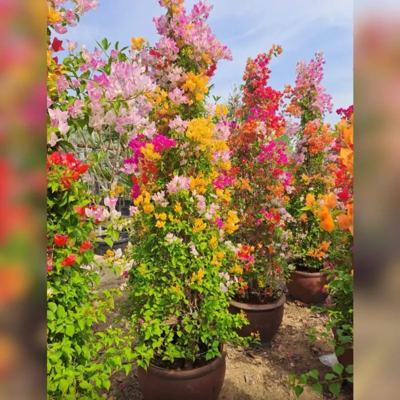 Bougainvillea Multi-Color Tower – Luxury Specimen Introduce a breathtaking pillar of vibrant color to your landscape with our exclusive Bougainvillea Multi-Color Tower. Professionally crafted by expert horticulturists, this spectacular masterwork features multiple premium varieties seamlessly grown together into a singular, high-impact vertical column. By blending shades of brilliant pink, soft blush, golden yellow, fiery orange, and deep red on a single structural frame, this tower delivers an instant, resort-style transformation. It offers a dramatic explosion of continuous color that elevates high-end estates, grand entranceways, and luxury patios. Key Features & Design Prestige Spectacular Multi-Color Display: A masterpiece of horticultural design, offering a simultaneous blend of pink, yellow, orange, and red blooms on one majestic plant. Architectural Verticality: Expertly trained into a dense, upright tower form, making it a perfect structural element to frame doorways, accent bare walls, or add height to garden borders. Instant Resort-Style Luxury: Delivers immediate visual impact, creating a vibrant, Mediterranean or tropical luxury resort ambiance from day one. Exceptional Heat & Sun Tolerance: Thrives under intense, direct sunlight and stands up beautifully to high summer temperatures without losing its color intensity. Pre-Grown Statement Pieces: Saves years of training and pruning; these robust specimens are delivered fully formed, heavily branched, and ready to stand out. - Image 2